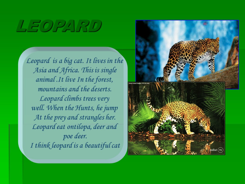 LEOPARD